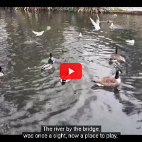 still from video of parks poetry