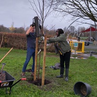 Tree planting