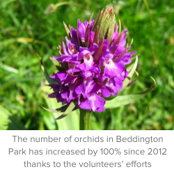 An orchid in Beddington Park