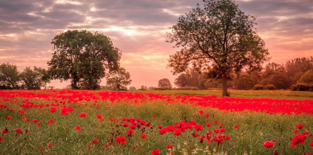 Filed of poppys and trees in the background