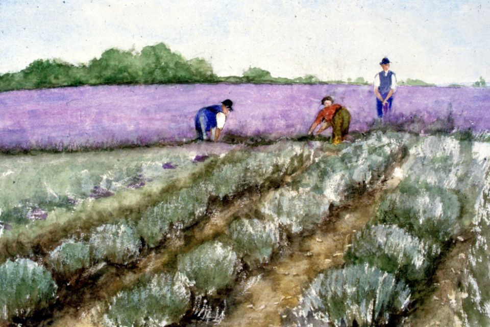 A painting of field-hands tending to a lavender field